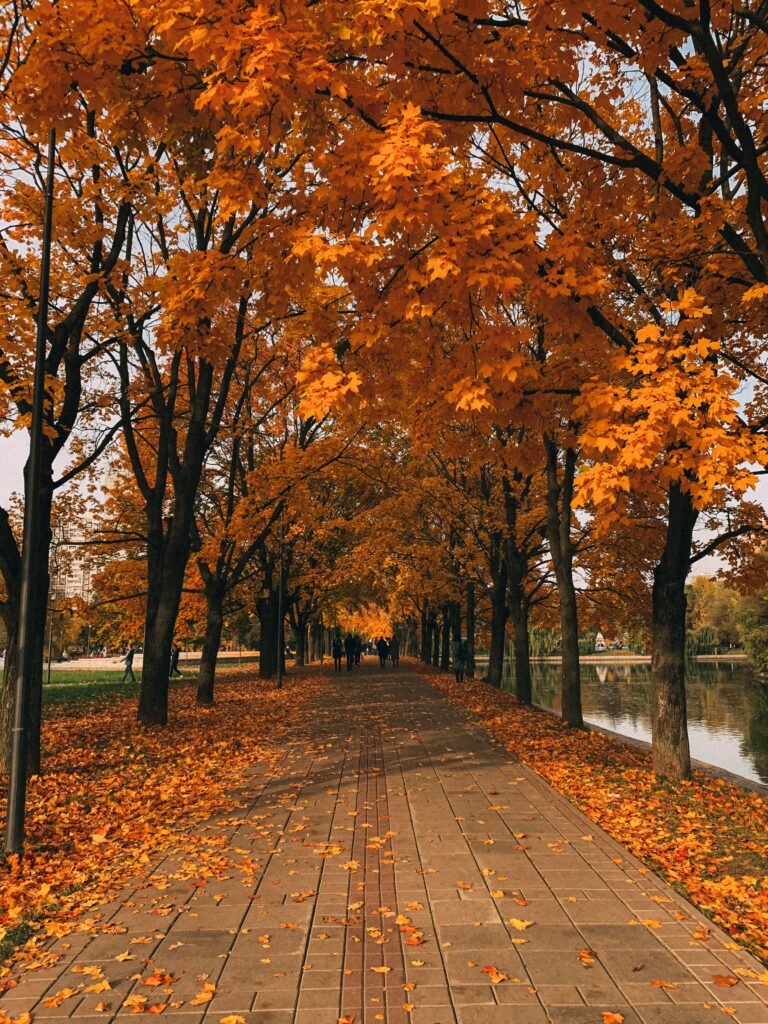 A beautiful scenic path winding through trees in Central Park New York City